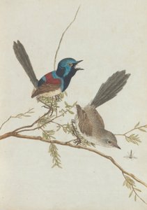 Uccelli del Nuovo Galles del Sud con la loro storia naturale. Lewin, John. Uccelli del Nuovo Galles del Sud con la loro...